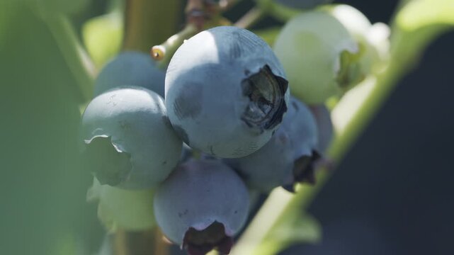 4K Ripe Blueberries Macro Close Up on Bush. Fresh Blue Berry Fruit Growing in Garden, Healthy Organic Food and Natural Summer Background, 2160p