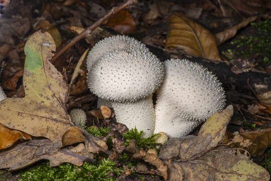 Rough puffer (Lycoperdon perlatum) is a common, edible mushroom in Poland, characterized by a white color and a thorny surface when young.These mushrooms are considered tasty, but only young individua