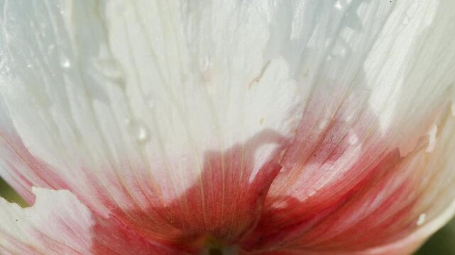 4K White and Red Poppy Flower from Below. Translucent Petals in Sunlight, Unusual Low Angle Botanical Macro Close Up, Floral Nature Footage, 2160p