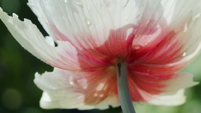 4K White and Red Poppy Flower from Below. Translucent Petals with Water Droplets, Unusual Botanical Macro Close Up in Summer Garden, 2160p