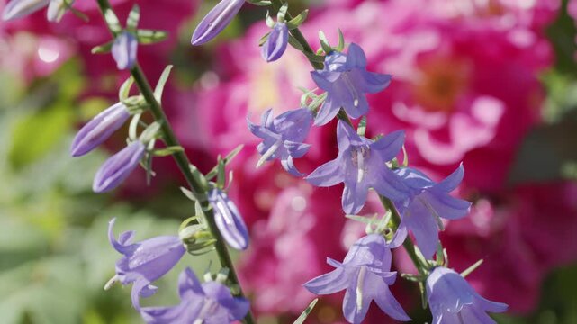 4K Purple Bell Flowers Blooming in Colorful Summer Garden. Blue Violet Blossoms, Pink Floral Bokeh, Beautiful Botanical Nature Background, 2160p