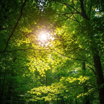 Looking up towards the vibrant green canopy of a dense forest where bright sunlight filters through the overlapping leaves and branches, fresh, sunlight, high