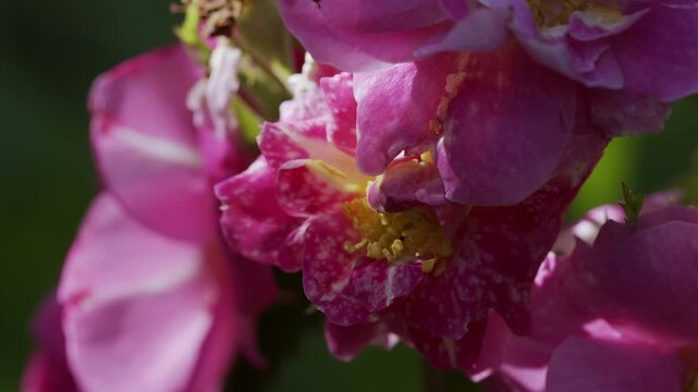 4K Pink Rose Macro Close Up in Sunlight. Detailed Flower Petals, Beautiful Bloom, Romantic Floral Garden and Natural Botanical Background, 2160p
