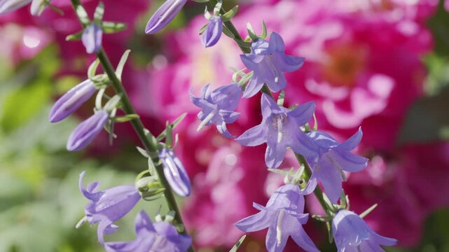 4K Purple Bell Flowers Blooming in Colorful Summer Garden. Delicate Blue Violet Blossoms, Pink Floral Bokeh and Beautiful Botanical Nature Background, 2160p