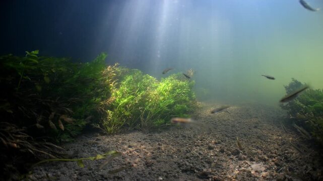Static underwater shot of Chalk stream with sun beams and river weeds and fish