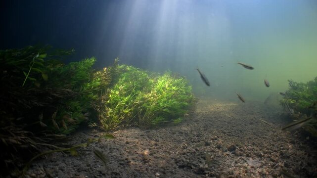 Static underwater shot of Chalk stream with sun beams and river weeds and fish