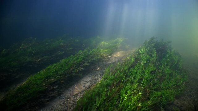 Static underwater shot of Chalk stream with sun beams and river weeds and fish