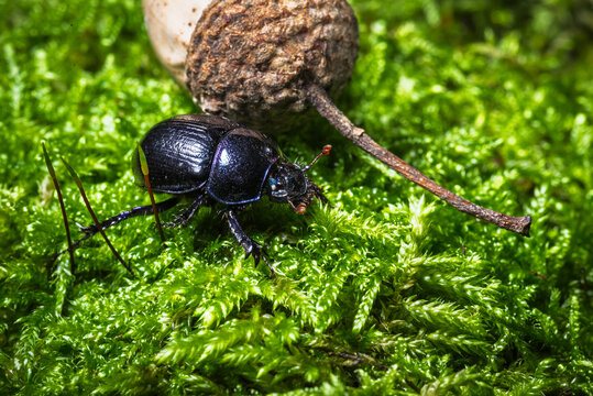 It is a beetle from the dung beetle family