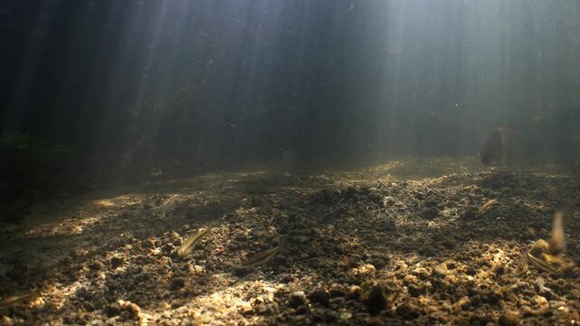 A group of large Common Rudd fish swim and feed in the River Avon near Salisbury, UK