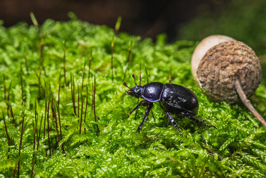 It is a beetle from the dung beetle family
