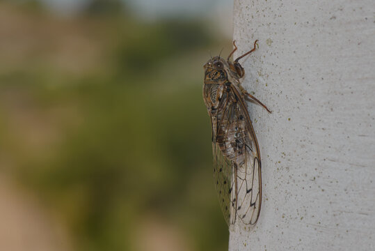 Cigarra