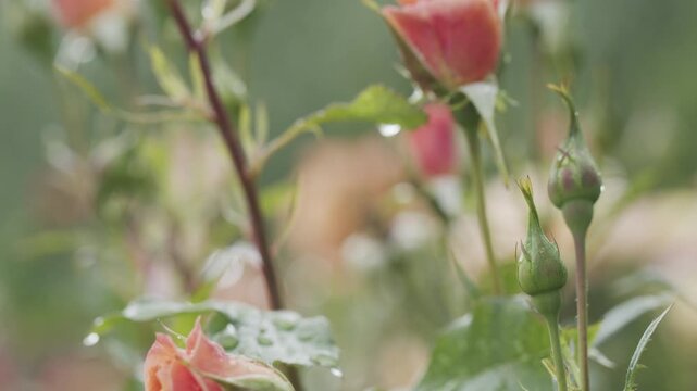 4K Orange Rose Bud with Water Droplets After Rain. Wet Flower Close Up, Fresh Garden Plant, Soft Bokeh and Natural Botanical Background, 2160p