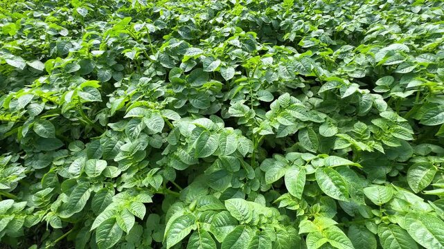 Dense potato foliage moves softly in summer breeze, filling vegetable bed with textured green leaves under bright sunlight.