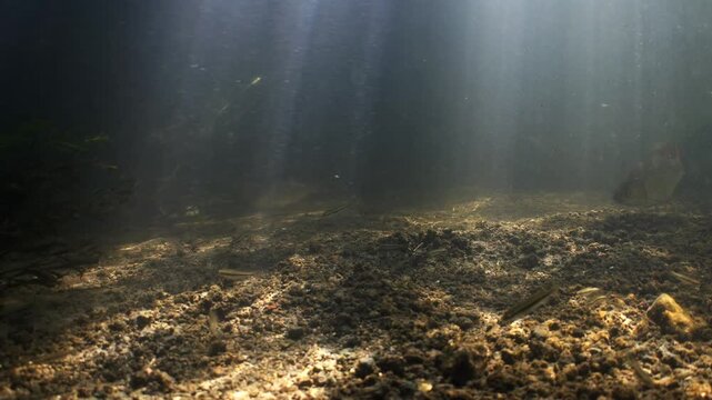 A group of large Common Rudd fish swim and feed in the River Avon near Salisbury, UK