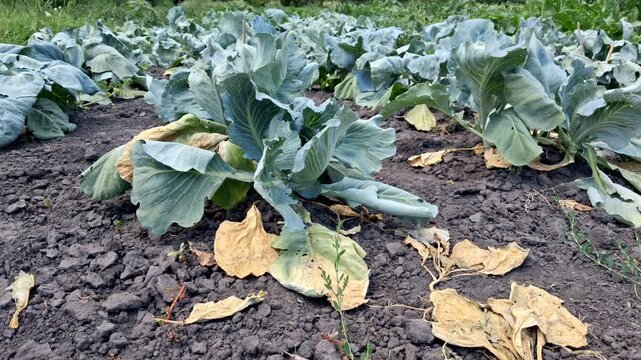 Cabbage with yellowed leaves during the drought period.Green cabbage in the field.