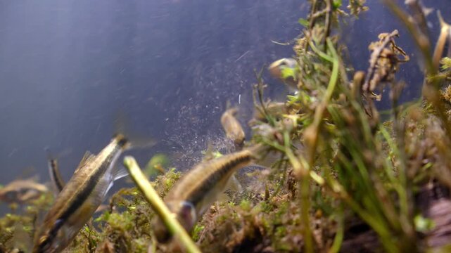 Close up underwater shot of freshwater Minnows feeding on algae in the River Avon, Wiltshire UK