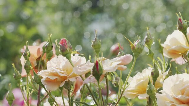 4K Peach Roses in Sunlit Summer Garden. Blooming Rose Flowers and Buds, Dreamy Bokeh, Warm Sunlight, Romantic Floral Nature Background, 2160p