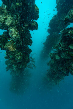 Schools of tiny fish swim around coral encrusted rigging towers rising out of the murky deep from the sunken WWII shipwreck Iro Maru covered with hard and soft coral life..
