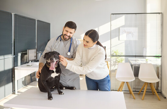 Veterinarian doctor with owner and dog checkup care. Compassionate exam in a clinic, with the vet checking the pet and giving diagnosis and wellness advice. Concise pet health care concept.