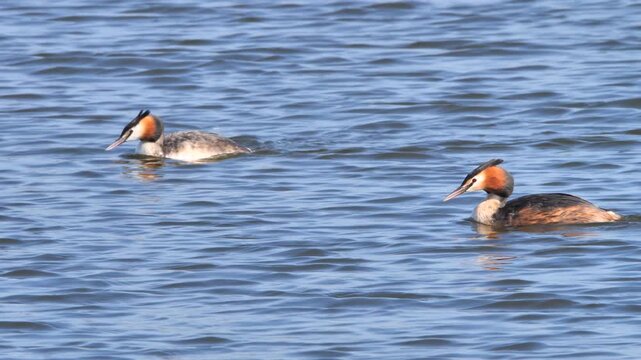 Great crested grebe birds swimming in a pond ( Podiceps cristatus )