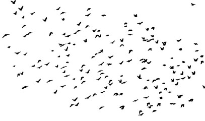 Fototapeta premium Flying birds silhouette flock. hand drawing. Not AI. Vector illustration