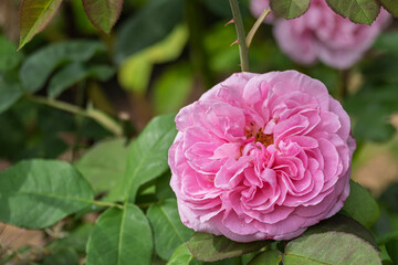 Obraz premium Englische Rose der Sorte 'Gertrude Jekyll'