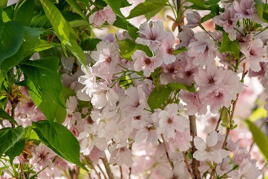 Japanische S&auml;ulenkirsche mit hellrosa Bl&uuml;ten, Prunus serrulata 'Amanogawa',
