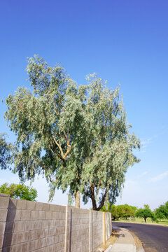 Red Ironbark or Eucalyptus sideroxylon tree with silvery blue leaves stands tall behind a cinder block wall on a sunny day in Phoenix, Arizona