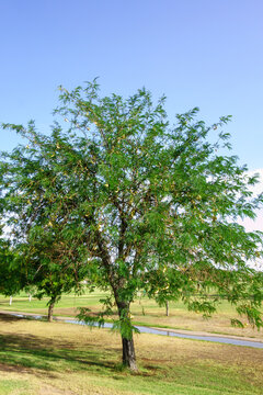 Vibrant Honey Mesquite tree tree (Prosopis glandulosa / Neltuma glandulosa) with seed pods grows in a sunlit grassy field near a narrow paved path in Phoenix, Arizona