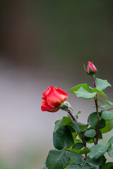 Obraz premium A macro shot of a single vibrant red-orange rosebud and green leaves against a dark, neutral background.