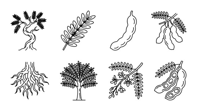 Tamarind Tree and Pods Vector Icons, Botanical Elements, Organic Nature Illustrations