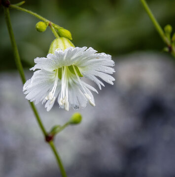Starry Campion white flower blooming dew droplets petals closeup