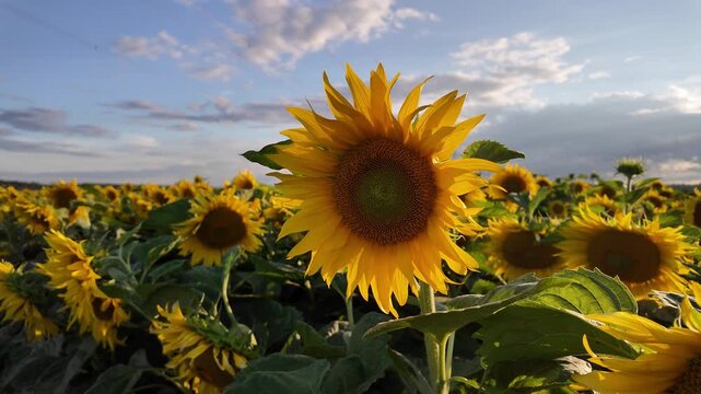 Cinematic ground-level reveal of blooming common sunflowers (Helianthus annuus) at golden hour &ndash; 4K agricultural footage