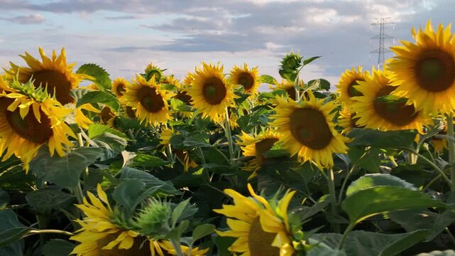 Cinematic ground-level reveal of blooming common sunflowers (Helianthus annuus) at golden hour &ndash; 4K agricultural footage