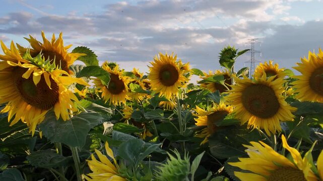 Cinematic ground-level reveal of blooming common sunflowers (Helianthus annuus) at golden hour &ndash; 4K agricultural footage