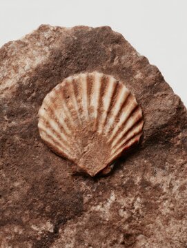 Fossilized scallop shell embedded on top of brown stone