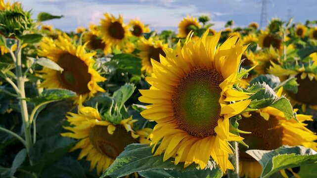 Cinematic ground-level reveal of blooming common sunflowers (Helianthus annuus) at golden hour &ndash; 4K agricultural footage