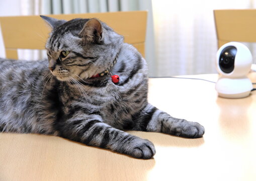お留守番用のペットカメラと猫の日常ライフスタイル風景