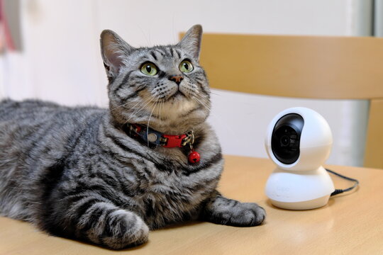 お留守番用のペットカメラと猫の日常ライフスタイル風景