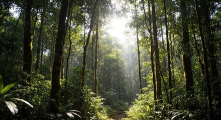 Obraz premium Lush green rainforest canopy with sunlight streaming through the trees.