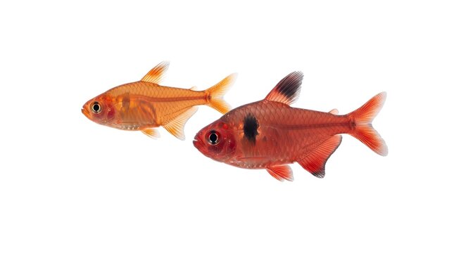 Two Serpae Tetra fish swimming isolated on white background.