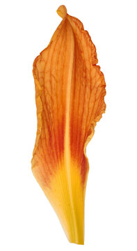 Orange daylily petal with pronounced vein texture, isolated background.