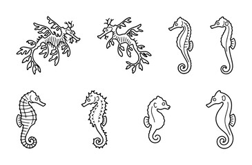 Seahorse and Leafy Sea Dragon Outlines, Ocean Creatures, for Marine Life Design © Designhouse