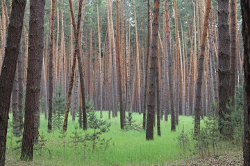 Obraz premium Green pine forest with young evergreen trees