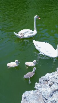 White Swan Family Swimming on Green Lake with Cygnets &ndash; Nature Wildlife Video