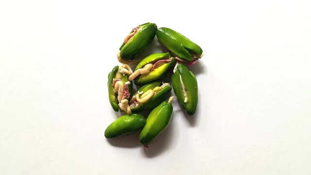 Group of germinated green paterna seeds of Inga jinicuil showing white sprouts for traditional dish from Guatemala