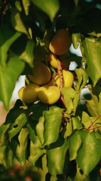 Organic ripe apricots on tree 