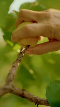 Hand picking apricot from tree