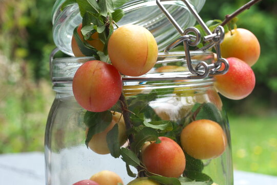 Mirabelle, Mirabellenwasser , Mirabellenbaum,
