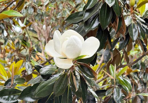White blossom of a southern magnolia grandiflora tulip tree